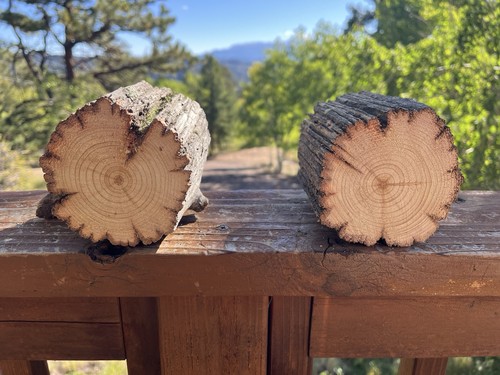 Old growth juniper - growth, log